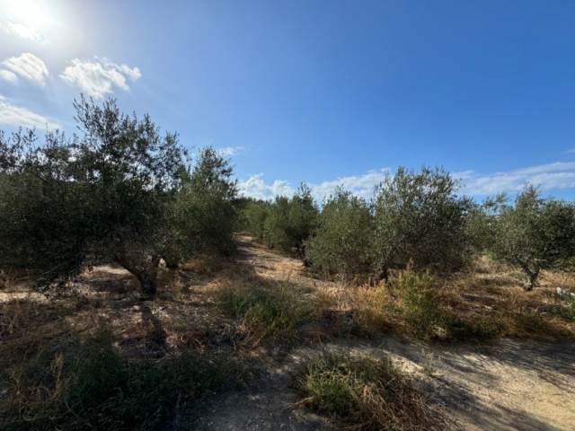 (Verkauf) Nutzbares Land Ackerland  || Rethymno/Geropotamos - 2.800 m², 25.000€ 