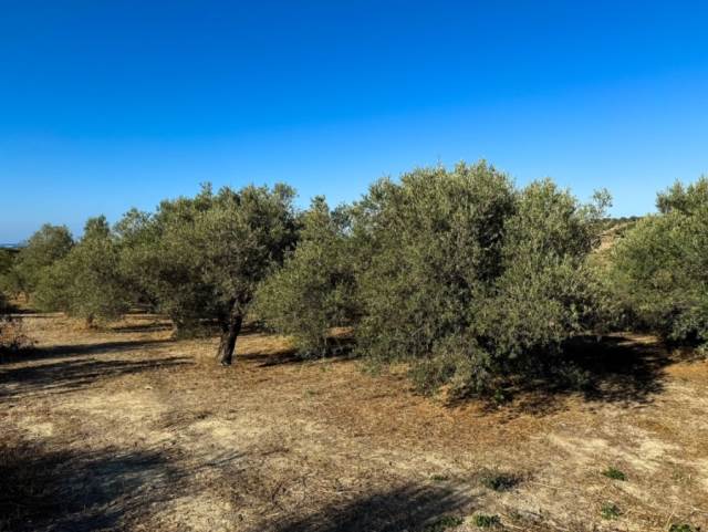 (Verkauf) Nutzbares Land Ackerland  || Rethymno/Lappa - 6.494 m², 350.000€ 