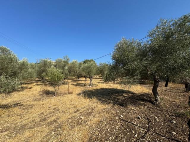 (Verkauf) Nutzbares Land Grundstück || Rethymno/Nikiforos Fokas  - 2.392 m², 40.000€ 